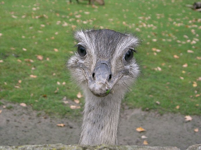 Nandu_gesamtes_Bild.jpg